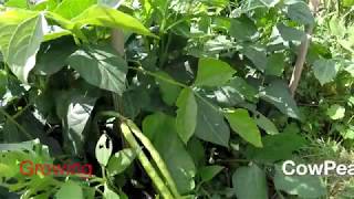 Growing Cowpeas Black eyed peas UK [upl. by Yoj781]