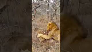 Lion hunting hyenaanimals wildlife foryou fyp [upl. by Ytnom]