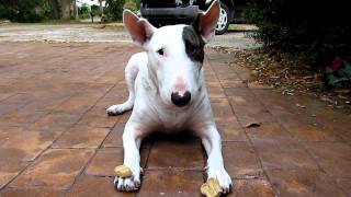 Cute Bull Terrier trick [upl. by Alyssa75]