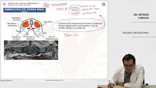 Embriología Desarrollo del sistema urogenital Embriología del sistema renal [upl. by Euqirrne]