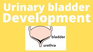 Urinary bladder embryology urinary bladder development Trigone of bladder urogenital sinus [upl. by Enileda998]