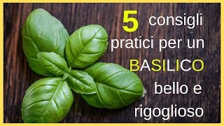 5 consigli pratici per un basilico bello e rigoglioso [upl. by Leroy]