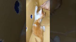 Sundori ke ghor baniye dewar somoy sundorir dustami😺😂 sundori catlover kitten [upl. by Marylinda]