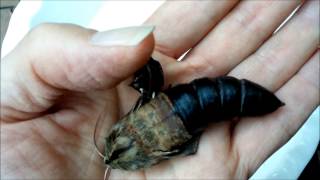 Giant Hawk Moth Pupa Hatching in a Mans Hand [upl. by Aissilem]