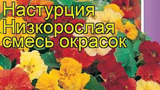 Настурция низкорослая Краткий обзор описание характеристик tropaeolum majus t nanum [upl. by Steffy202]