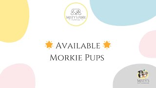 Morkie Puppies [upl. by Kylila]