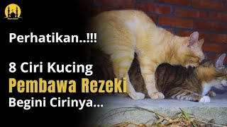 KUCINGNYA MALAIKAT MIKAIL  8 Ciri Kucing Pembawa Hoki amp Rezeki Beruntung Sekali Jika Menemukannya [upl. by Park104]