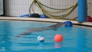 Delfinarium Nürnberg  Hinter den Kulissen [upl. by Natalina]