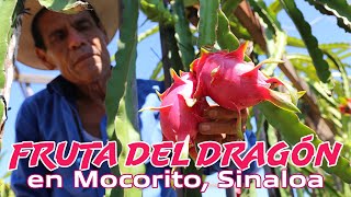 POR PRIMERA VEZ COSECHAN EN MOCORITO SINALOA LA PITAHAYA quotFRUTA DEL DRAGÓNquot [upl. by Ernestine231]