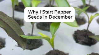 Why I Start Pepper Seeds in DECEMBER [upl. by Assanav]