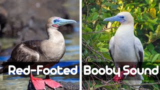 Red footed booby sound Have you ever heard the singing of Redfooted Booby [upl. by Ricarda]