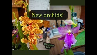 New orchids [upl. by Amasa2]