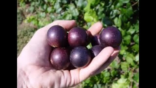 Most Common and Useful Cultivars for Muscadine Production [upl. by Arni]