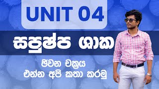 Anthophyta Life Cycle සපුෂ්ප ශාක ජීවන චක්‍රය  AL Biology Revision  Unit 4 biology advancedlevel [upl. by Rudich]