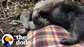 Baby Anteater Would Much Rather Nap Than Forage For Ants  The Dodo [upl. by Ati309]