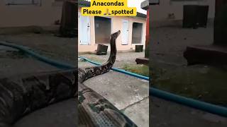 🐍Anacondas del AMAZONAS 🐍 shortsvideo shorts anacondas amazonas [upl. by Nyved955]