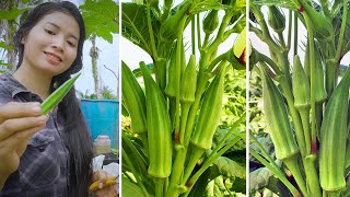 How to grow okra from seeds at home unexpectedly high yieldplanting from seed to harvest [upl. by Colon129]