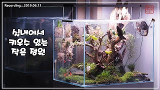 Orchidarium quot오키다리움quot 난초 테라리움을 소개합니다 정글플랜트 보석란 비바리움 화이 난초 이야기 [upl. by Cari]