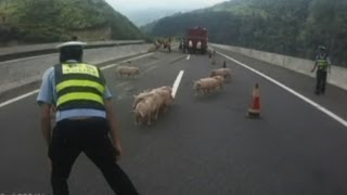 Police chase stampeding piglets on Chinese motorway [upl. by Ahsital455]