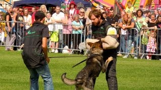 Schutzhund in Action Working Dog Show [upl. by Joktan184]