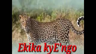 Oluyimba lweKika kyEngo  Ngo Clan Anthem [upl. by Shulins]