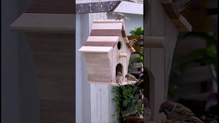 CREATE Your Own Bird Feeder at HOME Easily [upl. by Marlene579]