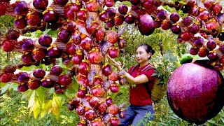 How to Harvest Ripe Mangosteen Looking for Mangosteen in the Forest  sell mangosteen at the market [upl. by Ahsataj]