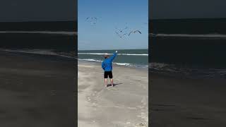 Feeding seagulls at Topsail Island [upl. by Flo]