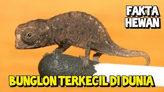 Bunglon Terkecil di Dunia  Brookesia Micra [upl. by Lemal]