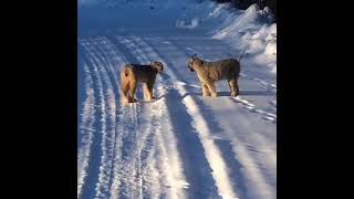 Wild Canada Lynx Screaming In Northern BC [upl. by Sherj501]