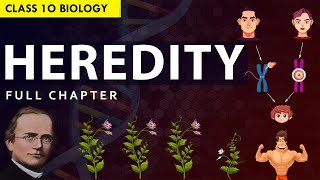 CLASS 10 HEREDITY amp EVOLUTION Full chapter explanation Animation  NCERT Class 10 Chapter 8 [upl. by Thanos261]