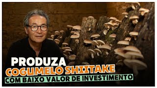 🍄 Segredos Revelados Cultivo de Shiitake em Toras para Lucrar com Sua Propriedade Rural [upl. by Yeliac294]