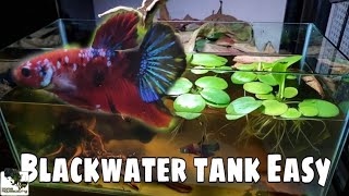 HOW TO Setup Blackwater Tank for Betta Membuat Aquascape水草造景 [upl. by Nonnac]