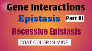 Gene InteractionsEpistasis Epistasis typesCoat color in micegeneinteractionsepistasis [upl. by Eilitan858]