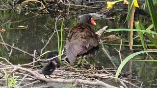 Moorhen family [upl. by Aronle]