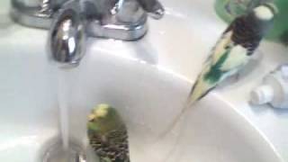 Parakeets Taking a Bath [upl. by Ahsiam]