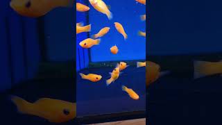 beautiful molly fish saffron molly fish orange mollies [upl. by Ranitta207]