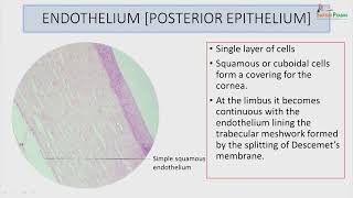 Histology of cornea retina amp sclero corneal junction [upl. by Ennaer]