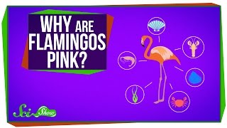 Why Are Flamingos Pink [upl. by Yahsed613]