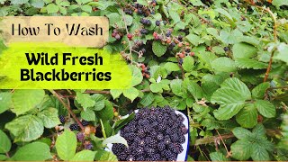 How to Clean Wildly Picked Blackberries BugFree [upl. by Enej241]