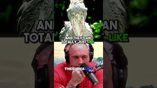 Meet The Most TERRIFYING BIRD In The WORLD  JRE joerogan jre animalshorts [upl. by Llerrad]