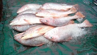 FISH MARKET کراچی فشری Karachi Fishery  Vlog By Hashim Jah Temuri [upl. by Rihat806]