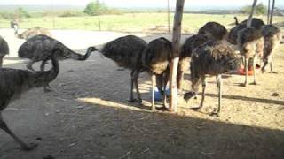 EMU BIRD IN PUNJAB [upl. by Eleda]