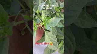 TRUGANIC SEEDS Chilli VARDAN chillipepper farmer chilli [upl. by Nolte]