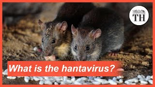 What is the hantavirus [upl. by Ardnazil975]