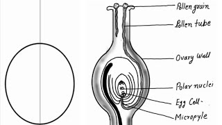 Diagram showing germination of pollen on stigma of a flower [upl. by Stanway]