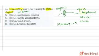 In a dorsiventral leaf what is true regarding the position of xylem [upl. by Benildas]