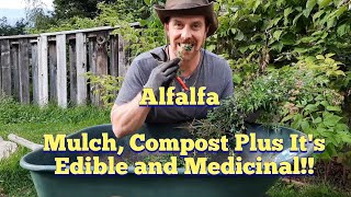 Alfalfa  Garden Mulch Compost and an Edible and Medicinal Plant [upl. by Kaylee]