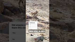 The Markhor was very close to us at Khunjerab National Park [upl. by Yajiv948]