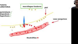 BACHILLERATO Quimiotaxis diapédesis y fagocitosis [upl. by Diena766]